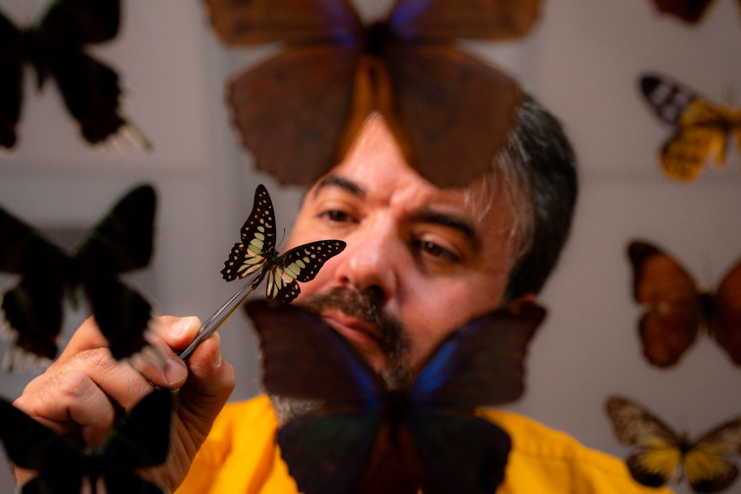 Insect Collection Helps Broward College Students Find Career Success in Environmental Science image